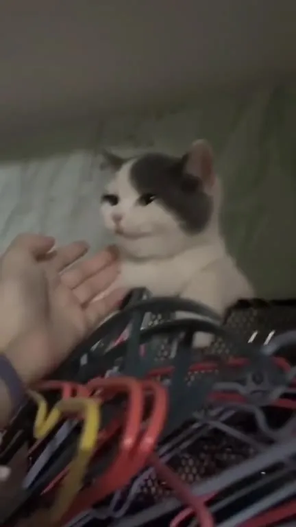 Кот застрял среди вешалок