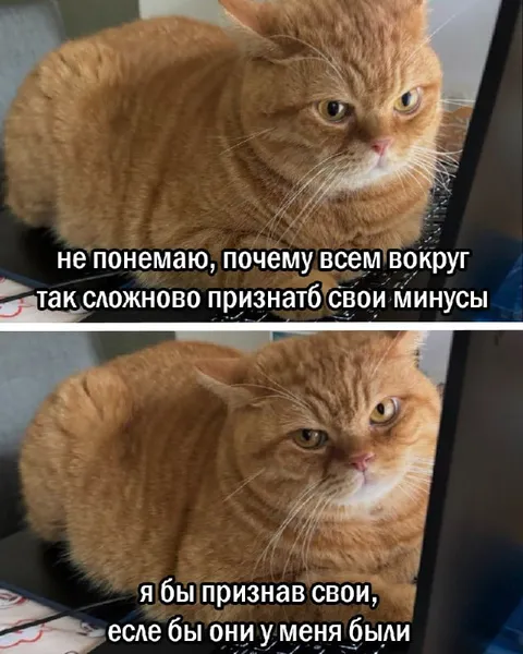 Кот не признаёт свои минусы