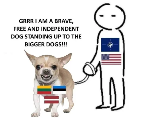 Brave Chihuahua Challenges Bigger Dogs