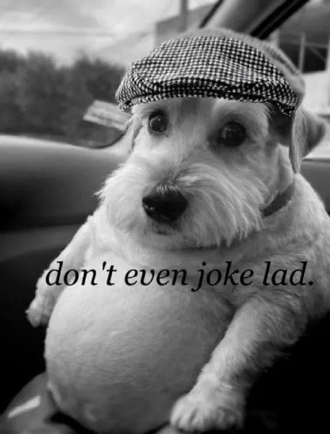 Don't Even Joke Lad Dog