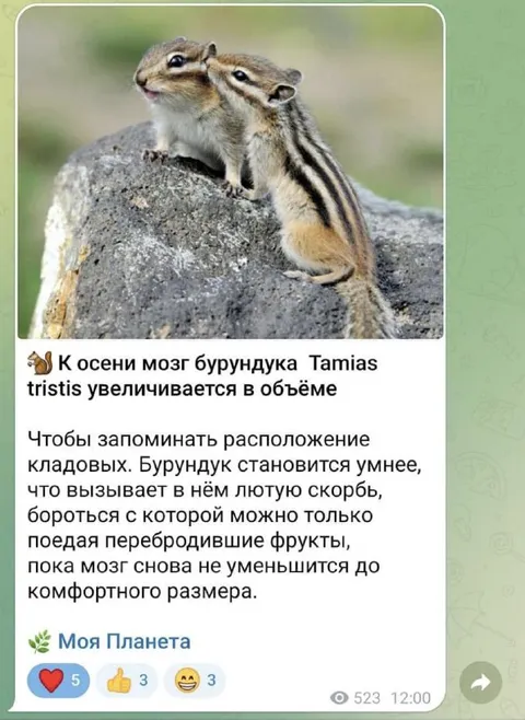 Мозг бурундука увеличивается осенью