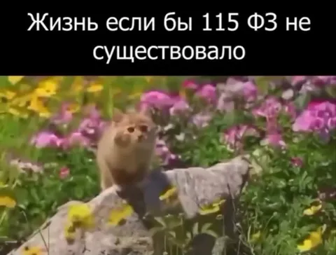 Жизнь без 115-ФЗ