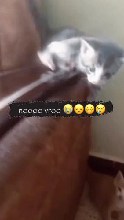 Kitten Makes a Dramatic Jump