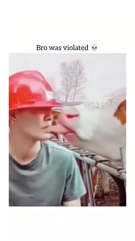 Cow Violates Bro’s Personal Space