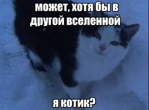 Котик из другой вселенной
