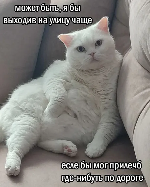 Кот, который хочет прилечь по дороге