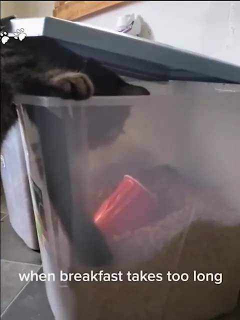 Cat Reaches for Breakfast