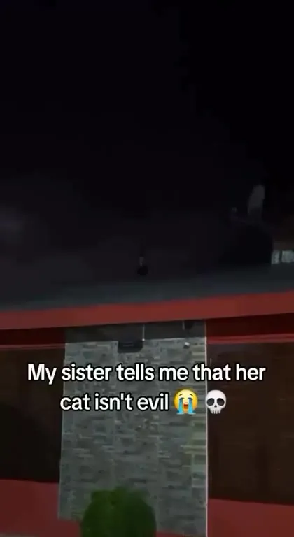 Evil Cat Thunderstorm Reaction