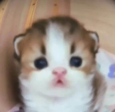 Удивлённый котёнок