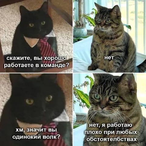 Коты не умеют работать в команде