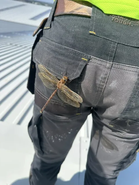 Dragonfly on the Pants