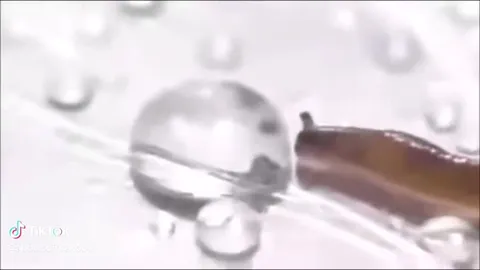 Get dropleted idiot