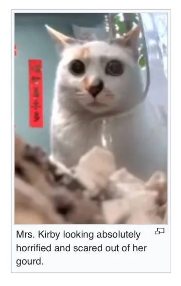 Horrified Cat Looking Down