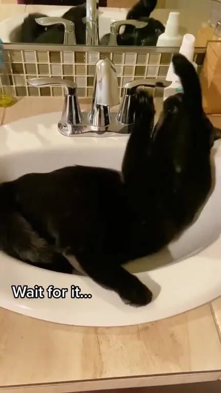 Cat Turns On the Faucet
