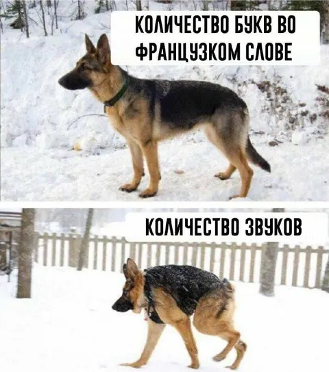 Количество букв и звуков