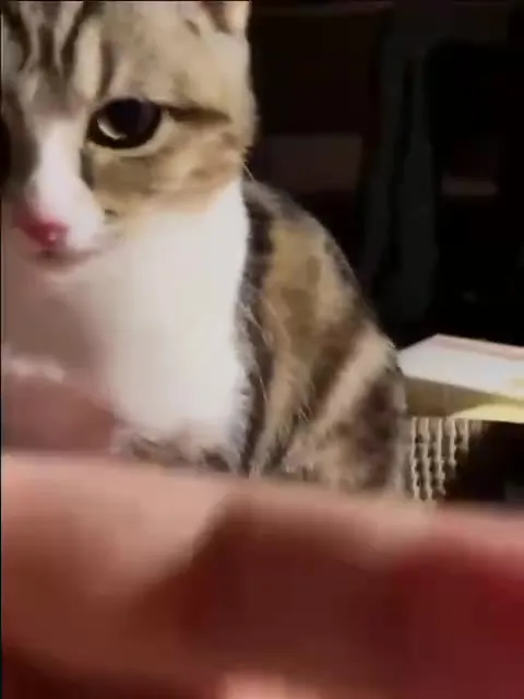 Кот и бутылка воды