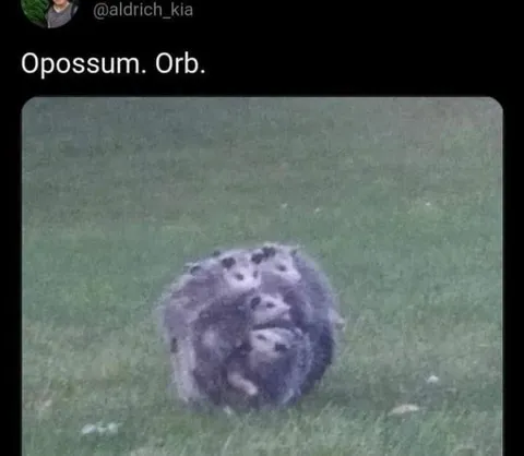 Opossum Orb on Grass