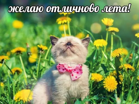 Котёнок желает отличного лета