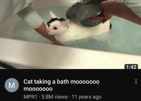 Cat Taking a Bath