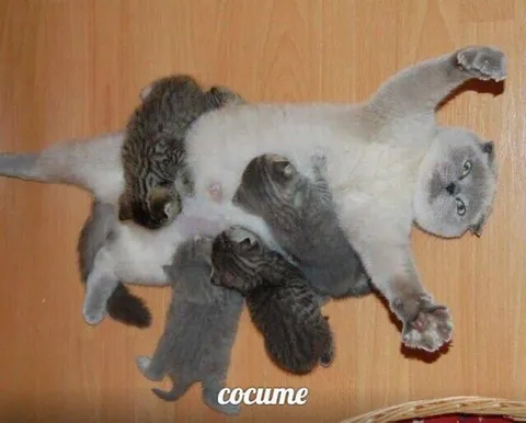 Кошка и четыре котёнка