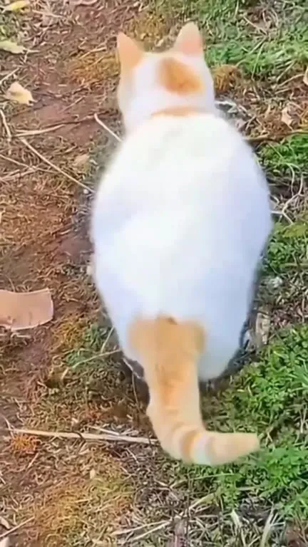 Кот идёт под ритм