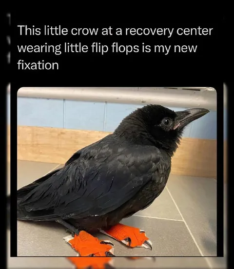 Crow in Little Flip Flops