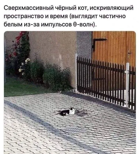 Сверхмассивный чёрный кот