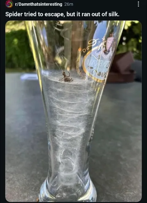 Spider Ran Out of Silk