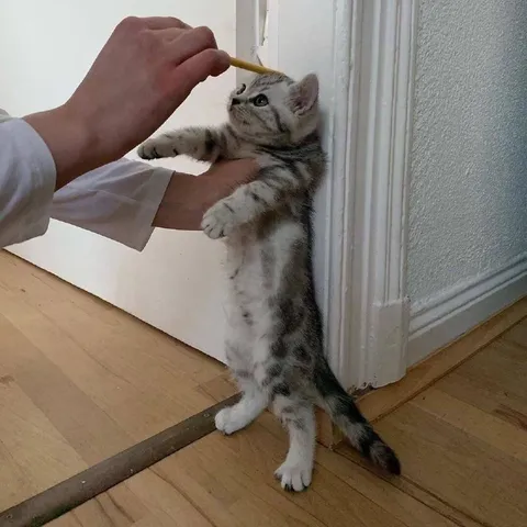 Котёнок на уроке рисования