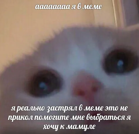 Застрял в меме и хочу к маме