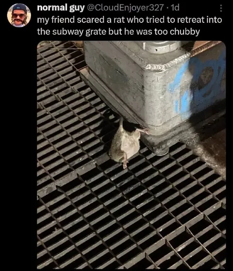 Chubby Rat Misses Subway Grate