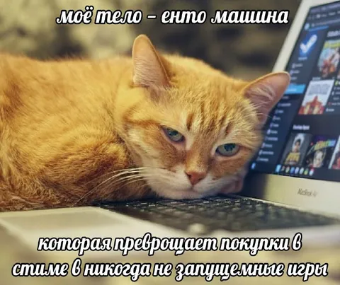 Кот выбирает игры в Steam