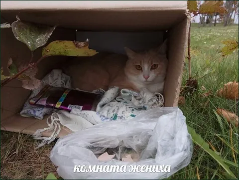 Комната жениха в коробке