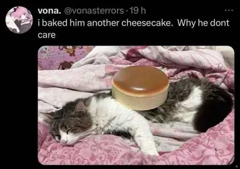 Cat Ignores Another Cheesecake