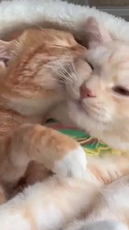Котята обнимаются