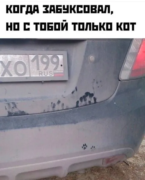 Кот поцарапал машину