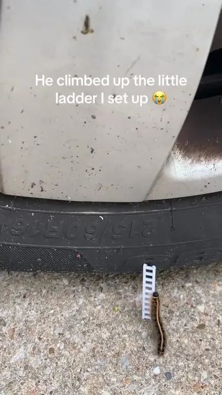 Caterpillar Climbs Tiny Ladder