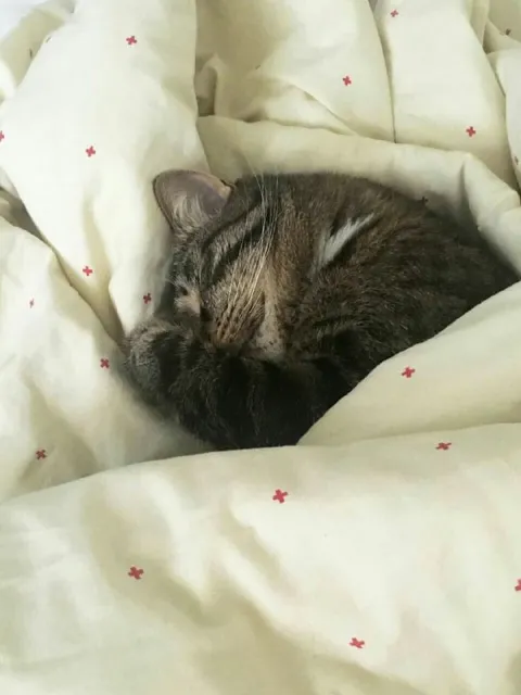 Кот уютно спит под одеялом
