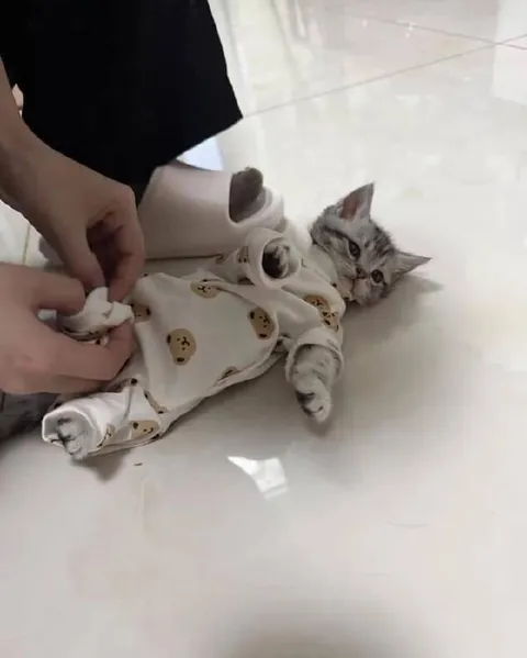 Котёнок в пижаме