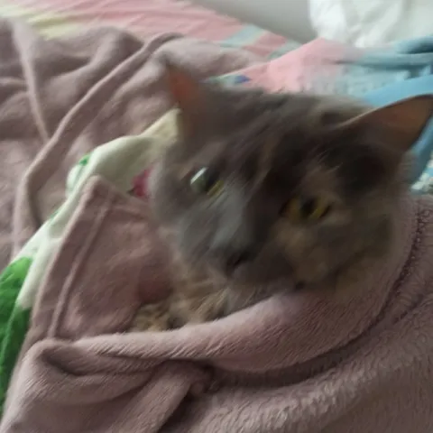 Котёнок прячется под одеялом
