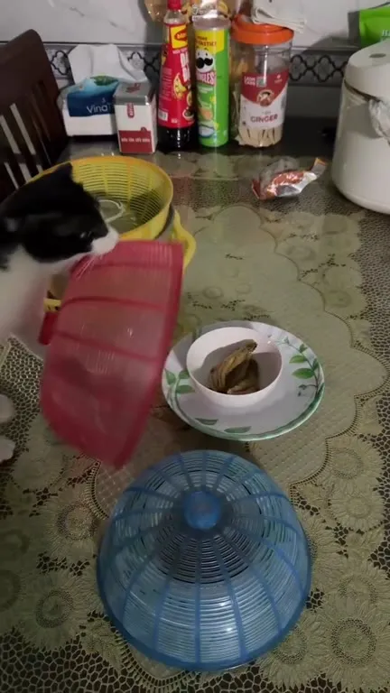 Кот крадёт миску с рыбой