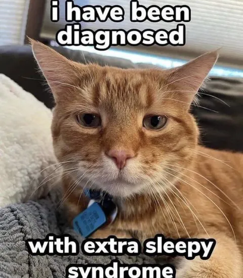 Extra Sleepy Syndrome Cat