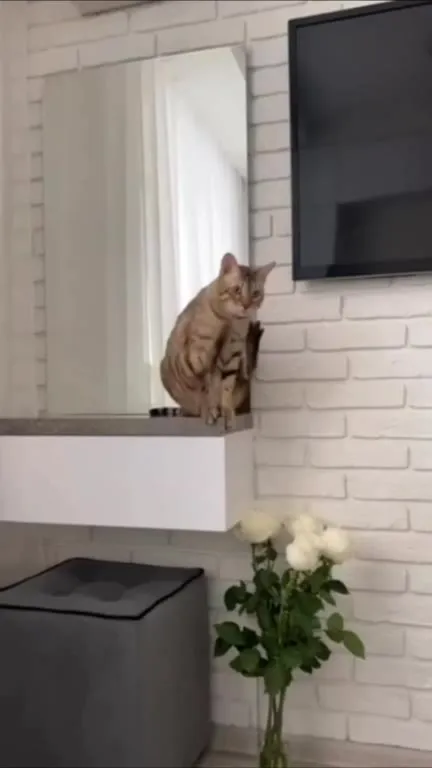 Кот эффектно спрыгивает с полки