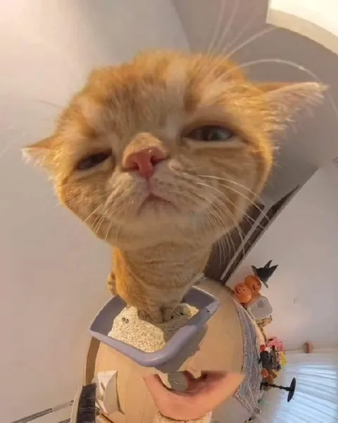 Кот с самым серьёзным лицом