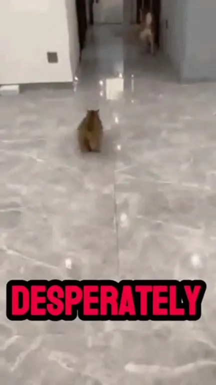 Heartbreaking Cat Magnetism Spell