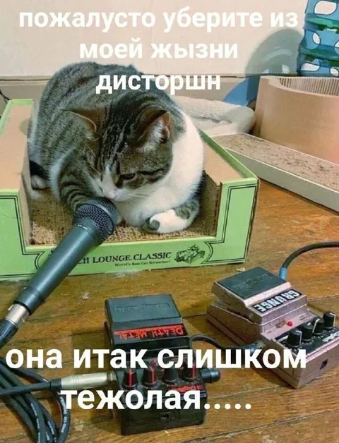 Кот просит убрать дисторшн