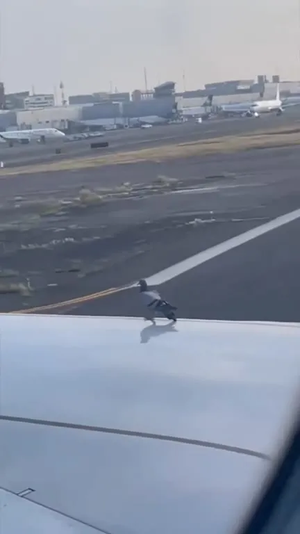 Paloma viaja en el avión
