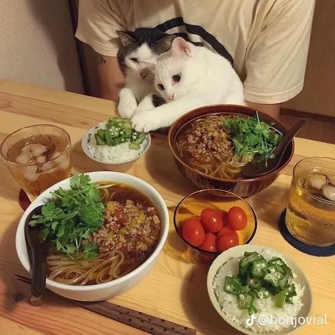 Коты пришли на ужин