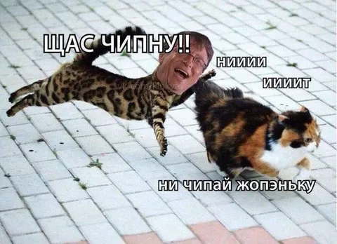 Щас чипну кота