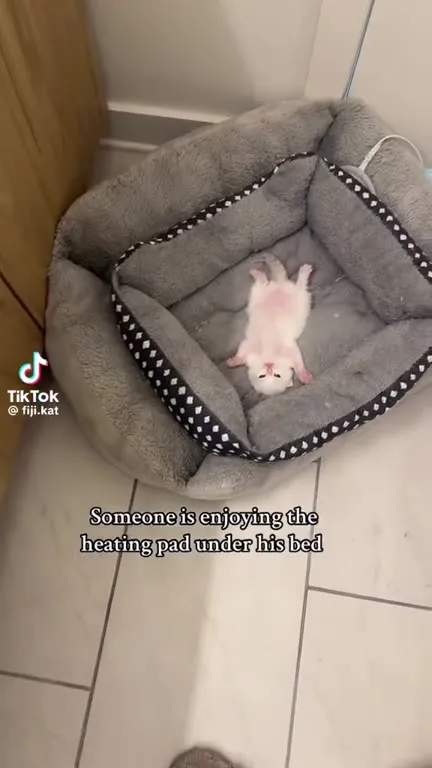 Kitten Enjoying the Heating Pad